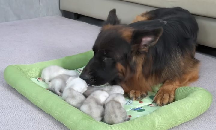 子猫達を世話するシェパード