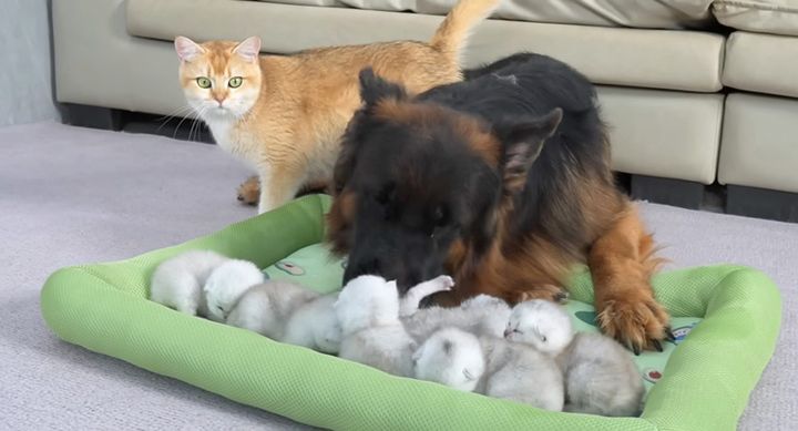 子猫達を世話する犬に驚く母猫