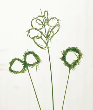 秋の草花で遊ぼう♪ お散歩で見つけた「メヒシバでしゃぼん玉」の画像1