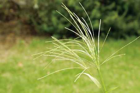 秋の草花で遊ぼう♪ お散歩で見つけた「メヒシバでしゃぼん玉」の画像2