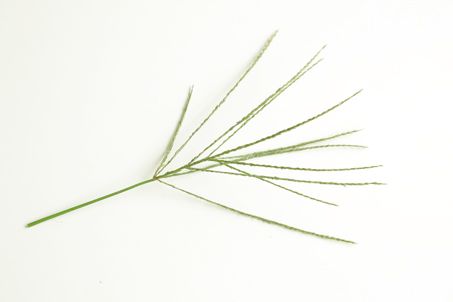 秋の草花で遊ぼう♪ お散歩で見つけた「メヒシバでしゃぼん玉」の画像3