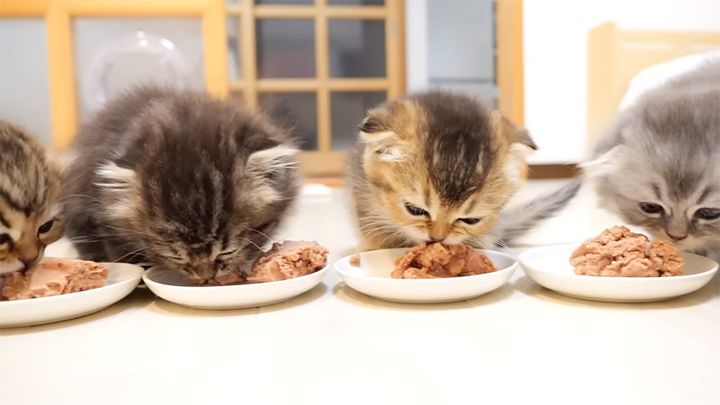 ご飯をモリモリ食べる子猫達
