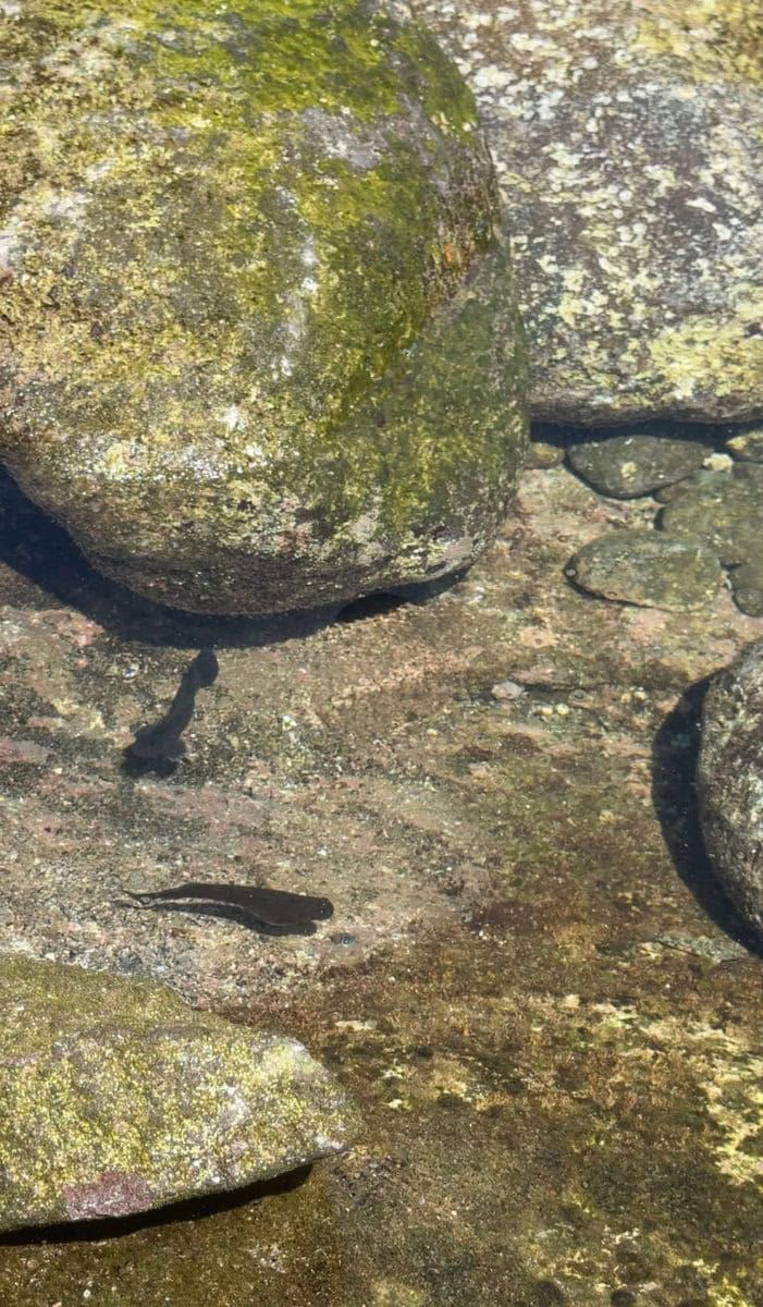 潮溜りをのぞいていると小魚が出てきました。