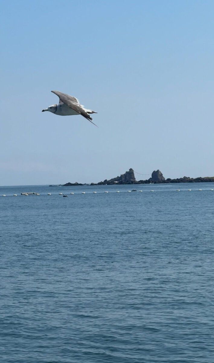 カモメが飛ぶ奥に見えるのが三ツ石