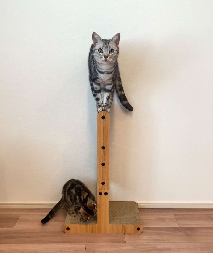 画像提供：あんこともなか 充電ねこ（＠cat_anko3）さん、再掲