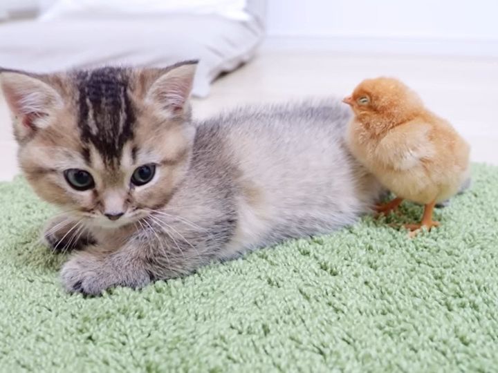 お昼寝しようとすると、ひよこが…