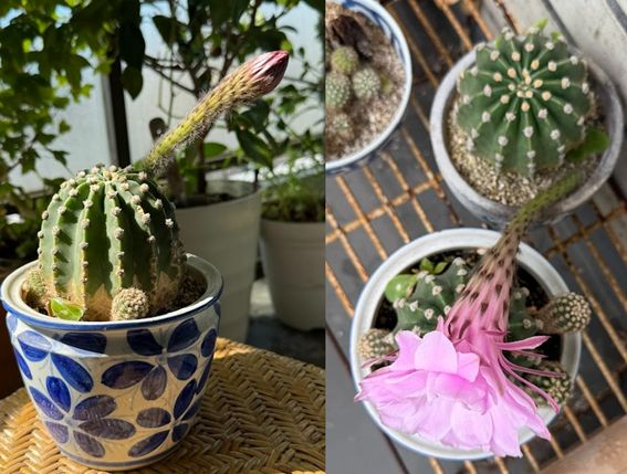 画像の代替テキスト