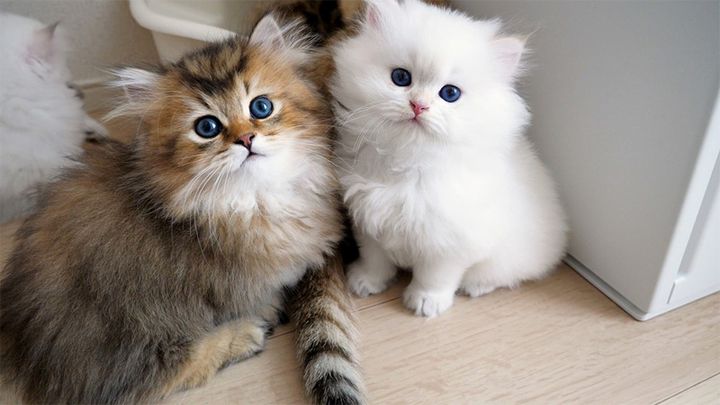 見上げる子猫達