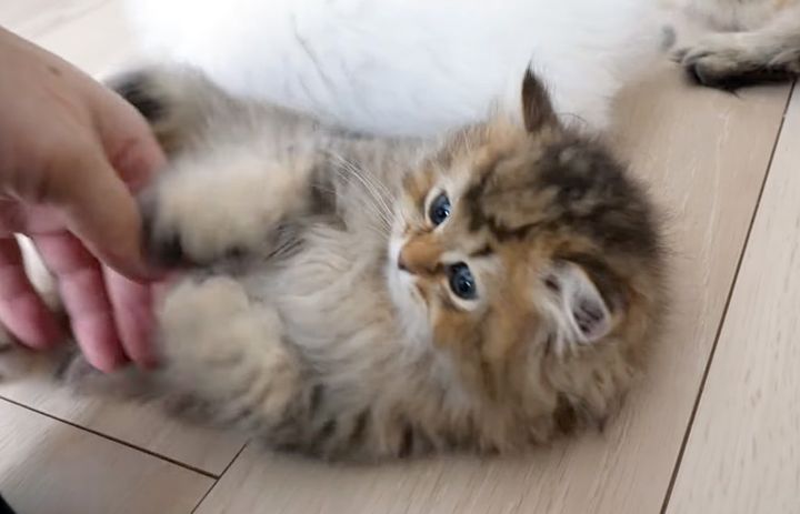 お腹を見せて甘えてくる子猫