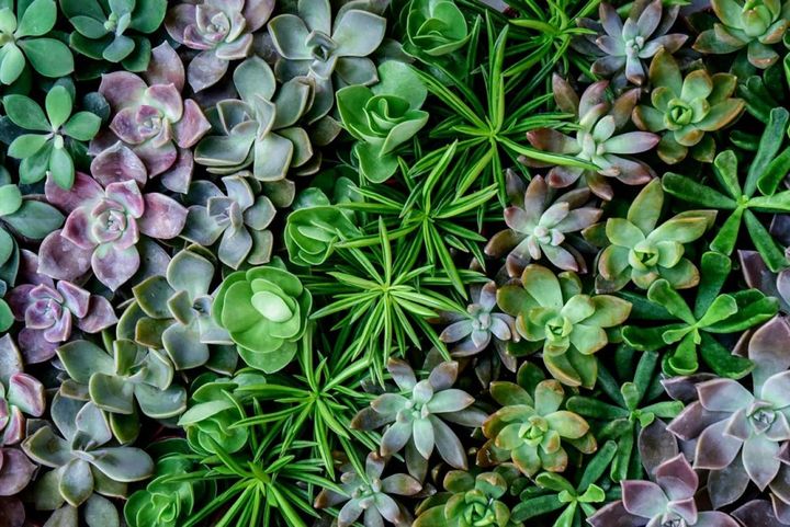 多肉植物のタペストリー