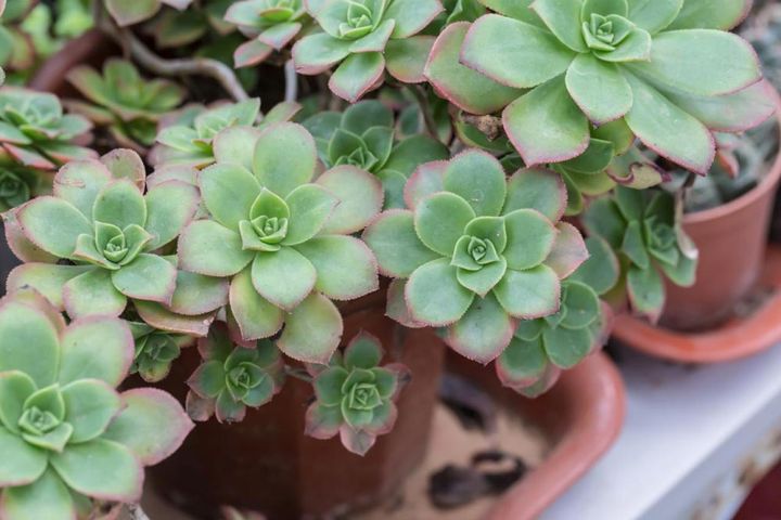 子株がふえたアエオニウム