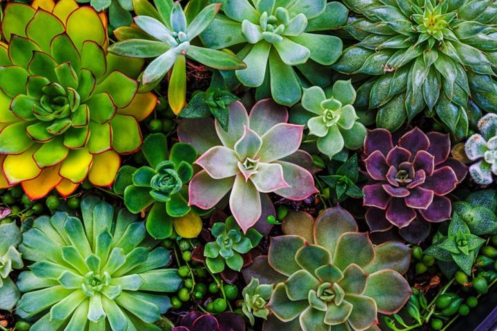 エケベリアのコレクション