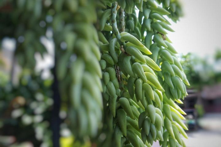 セネシオ・ラディカンス