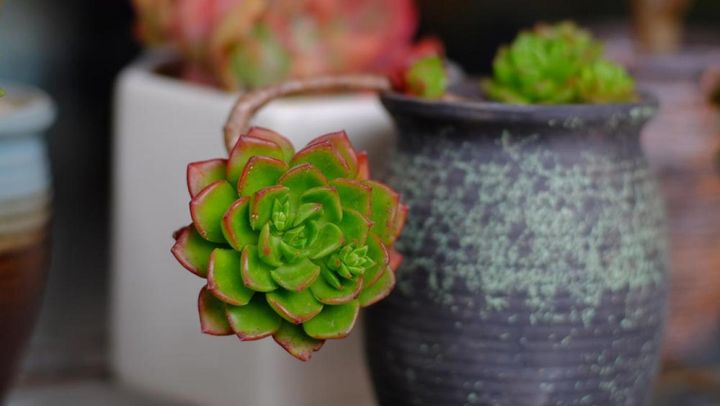 茎が伸びすぎた株