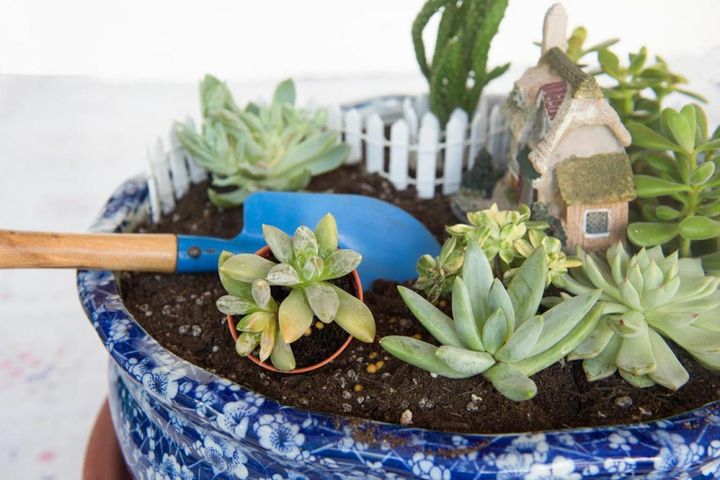 多肉植物の箱庭