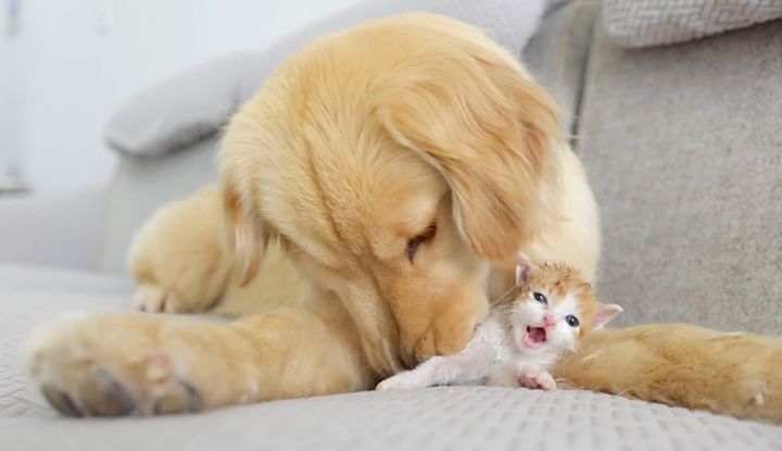 ゴールデンレトリバーと子猫
