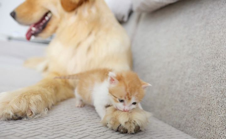 ゴールデンレトリバーと子猫