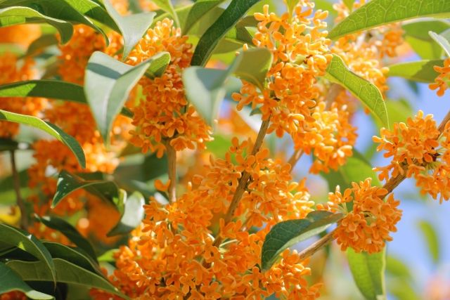 満開の金木犀 キンモクセイ