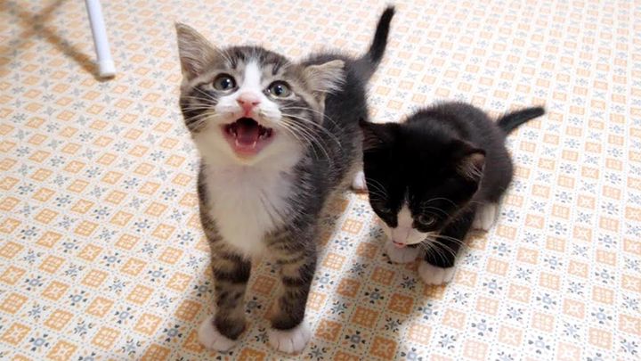 腹ペコな子猫達