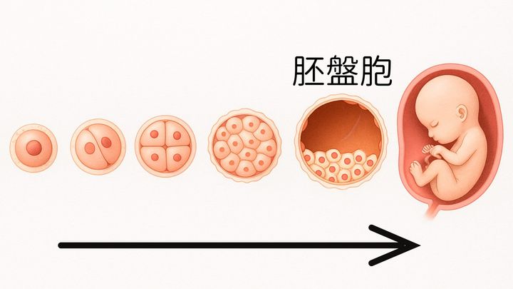 人間の発生段階