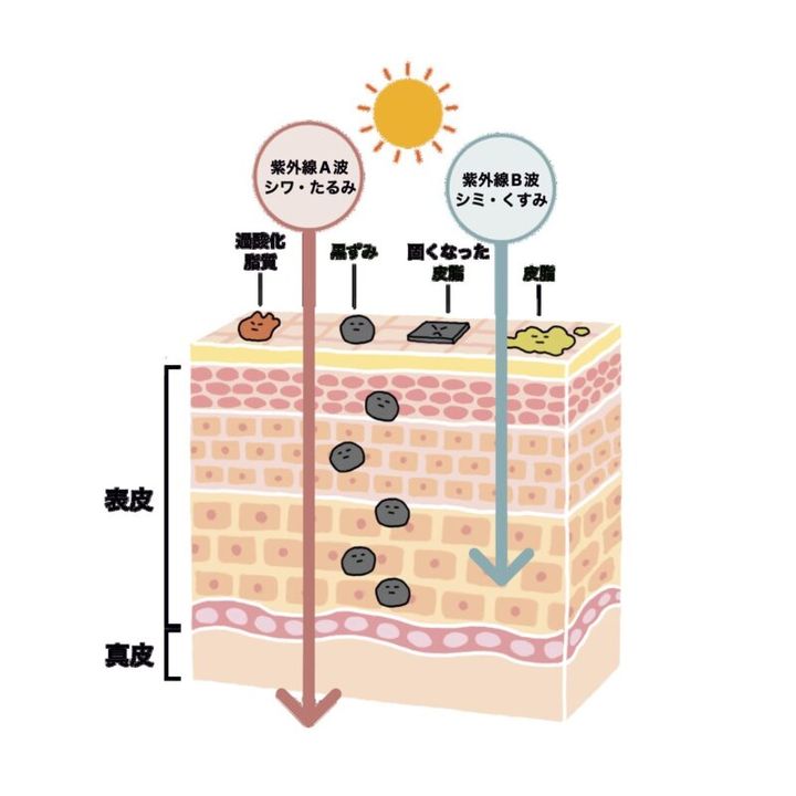 夏の終わりの肌状態を表す肌図