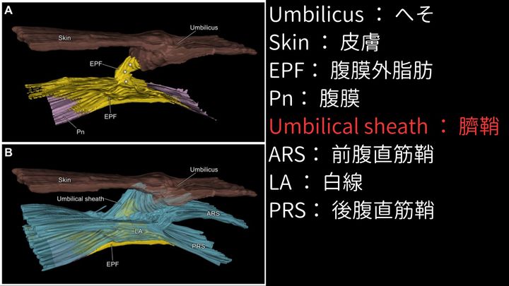 お臍の下にある組織の三次元構造。