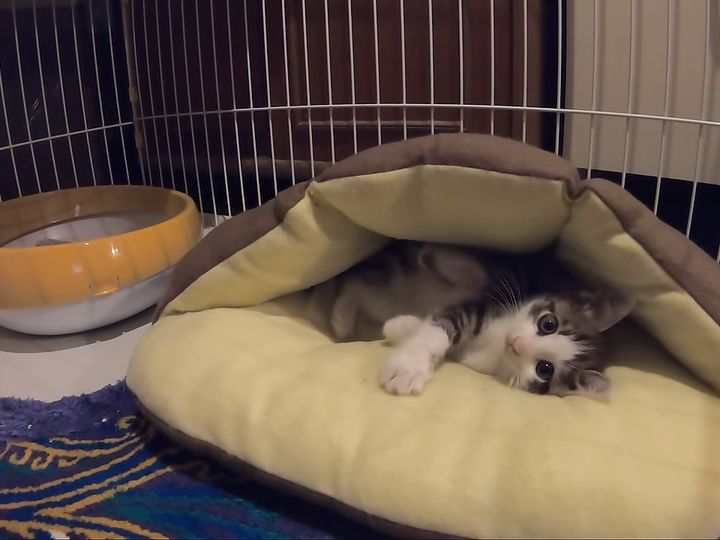 おめめくりっくり！