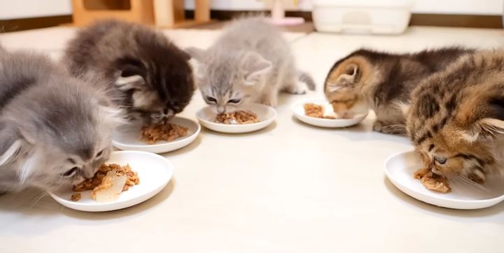 みんなでご飯を食べる子猫達