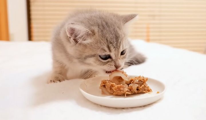 起きてすぐにご飯を食べる子猫