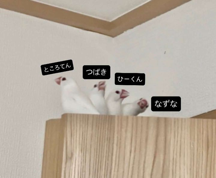 トリザイルのチュンチュントレイン？（画像提供：トリアタマ＠torinosimobeさん）