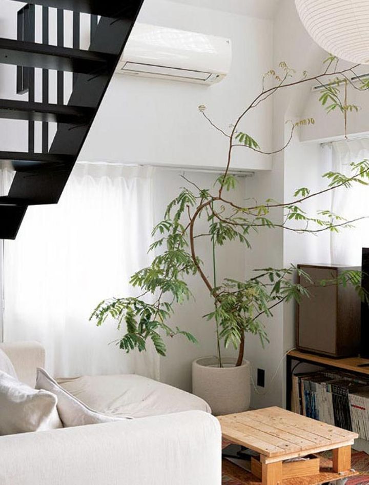 大きなエバーフレッシュは リビングの角に配置して