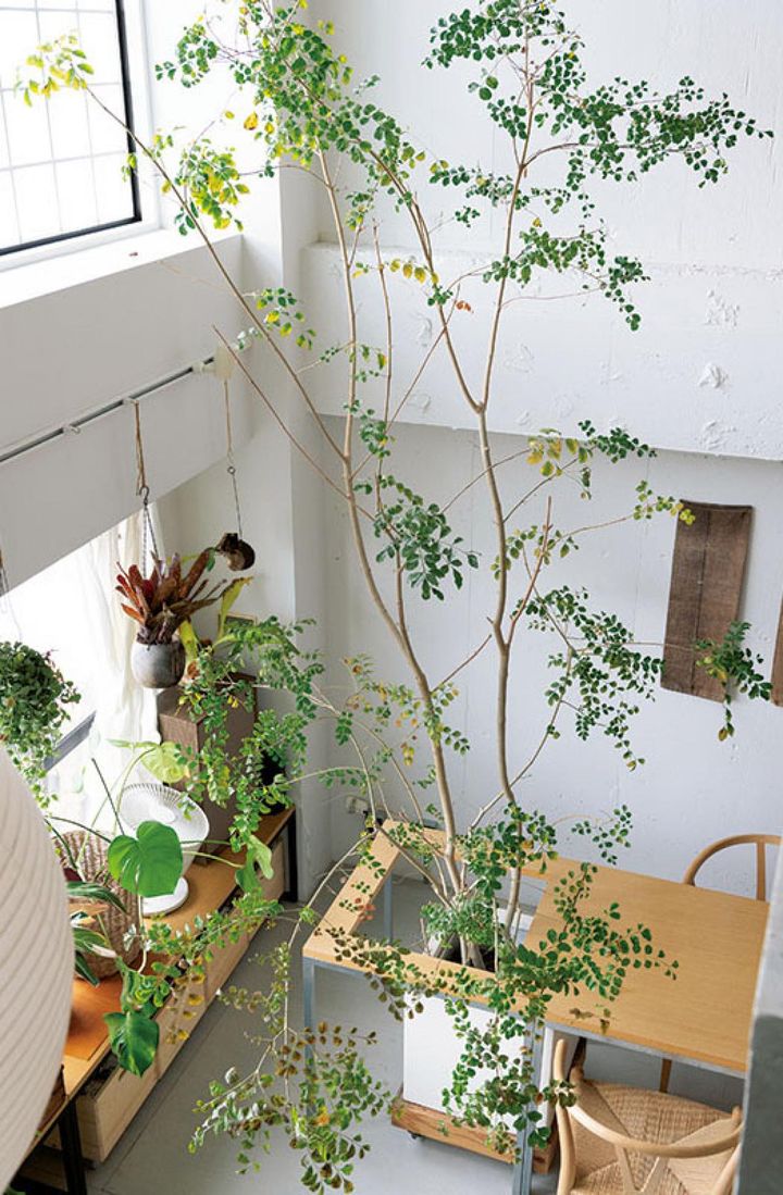 吹き抜けに高くそびえる シマトネリコ