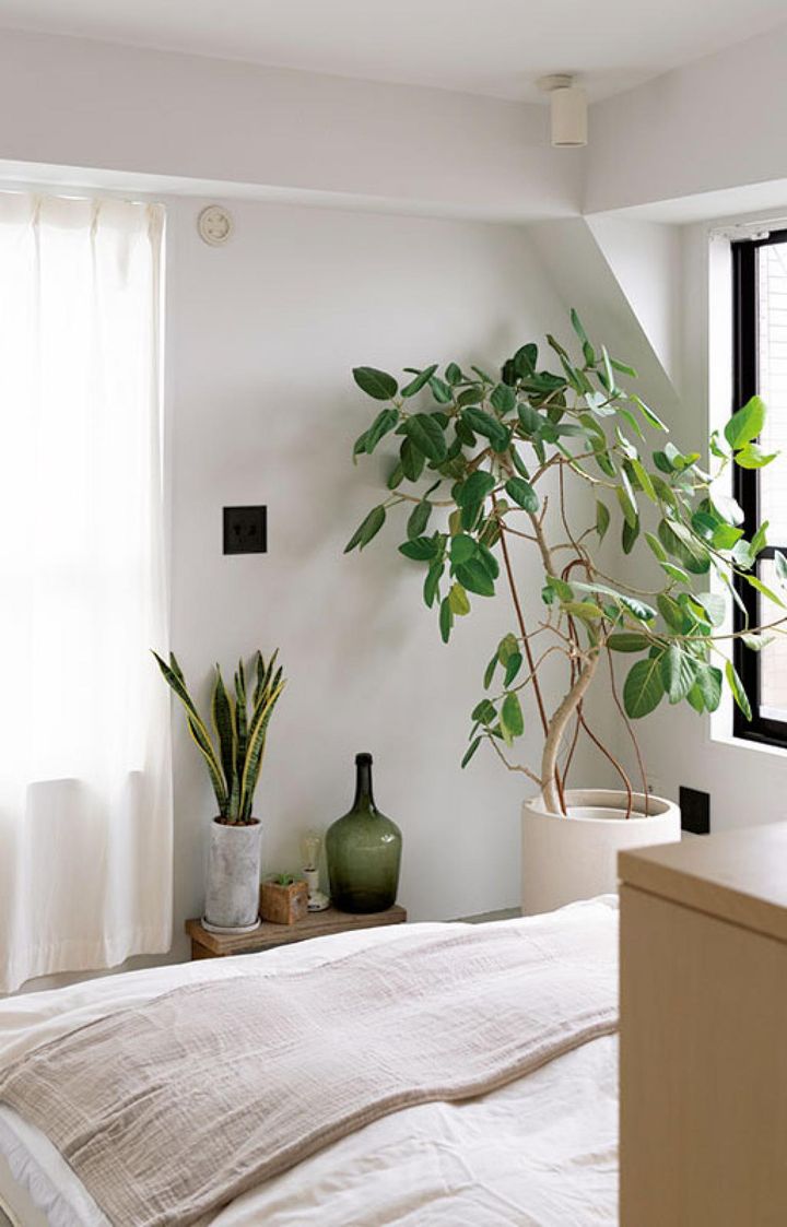 フィカス・ベンガレンシスとサンスベリアが ベッドサイドを癒しの空間に