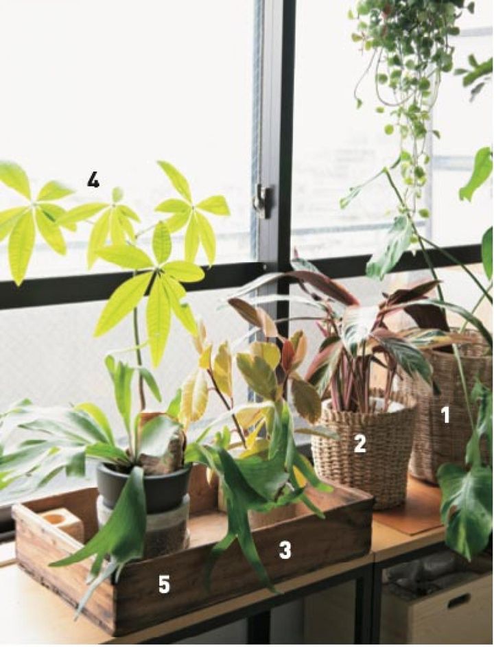 植物は光がたくさん入る 南向きの窓際にまとめて並べて