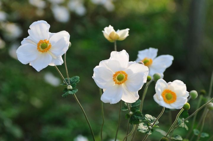 10月2日の花とは？【366日の誕生花と幸せの花言葉】