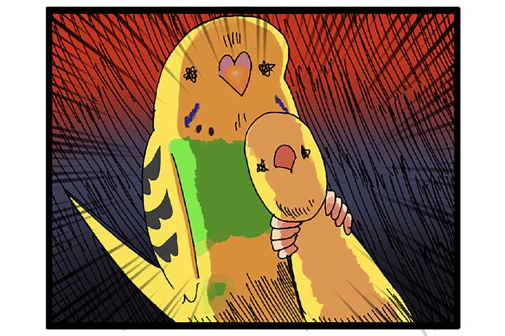 お気に入りグッズを救出!? セキセイインコの変わったおもちゃ遊び記録【鳥マンガ #125】