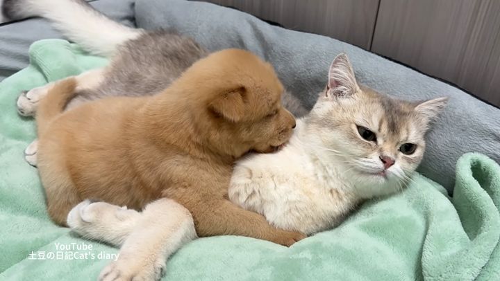 猫にくっつく子犬