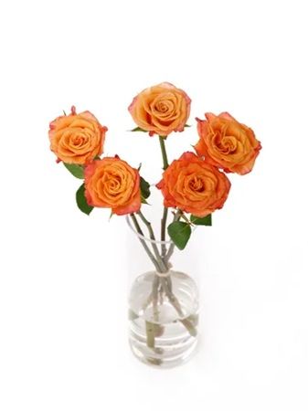 花の卸通販サイト「Flower Smith Market」で、「ケニア産バラ特集」を開催中！