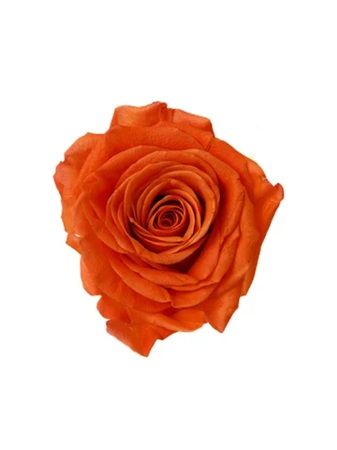 花の卸通販サイト「Flower Smith Market」で、「ケニア産バラ特集」を開催中！