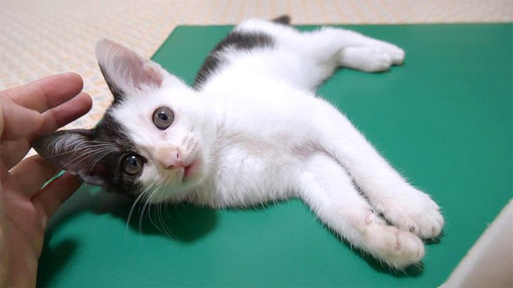 突然ピタッと止まる子猫