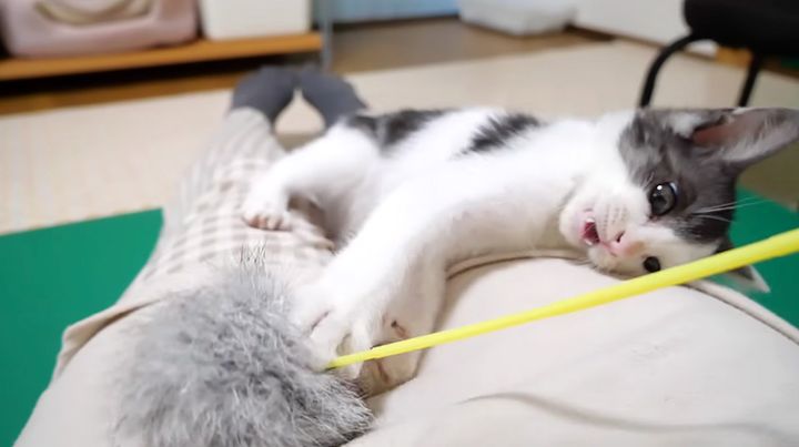 激しく遊ぶ子猫