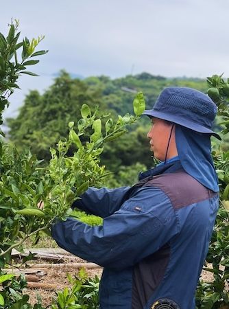 【神奈川県横浜市】「そば季寄 季作久」がそごう横浜にわらび餅専門店をオープン！限定商品も発売