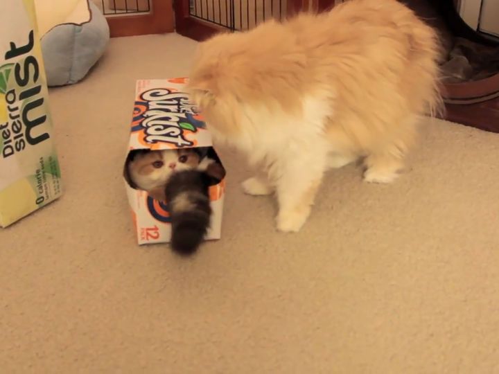 この後、猫パンチの応酬が…