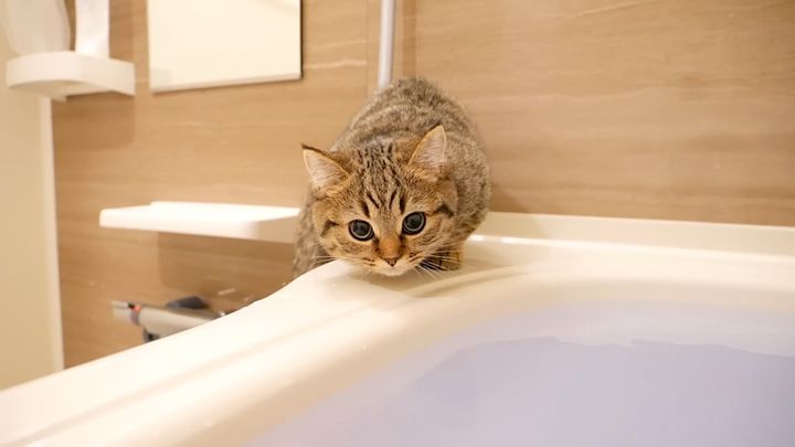 お風呂場に来た猫