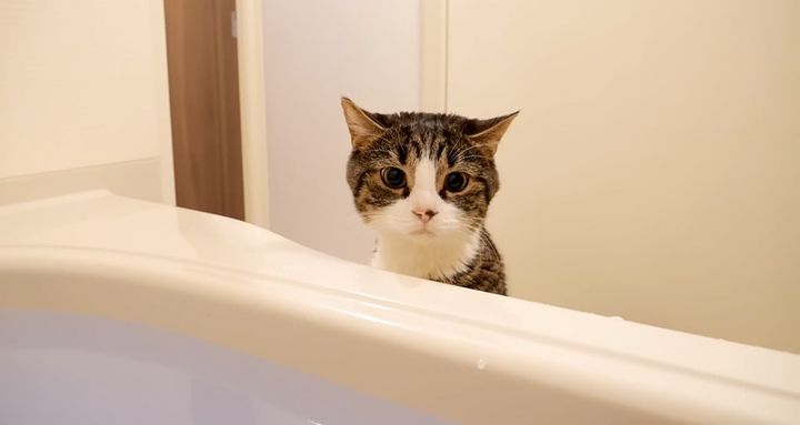 お風呂場に来た猫
