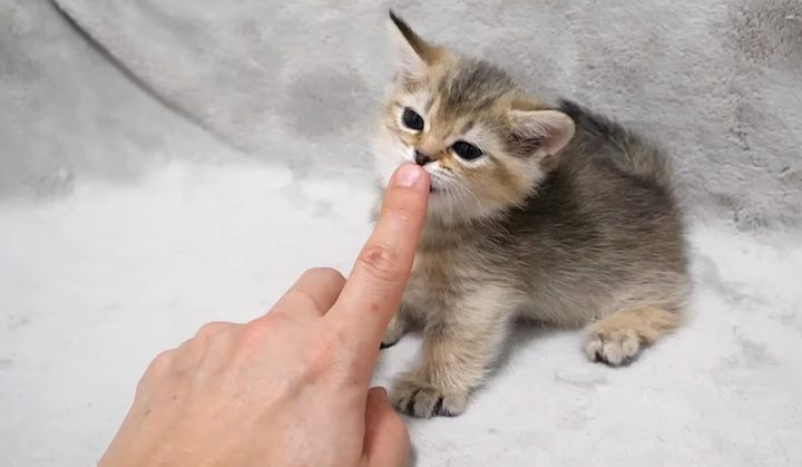 飼い主さんと子猫