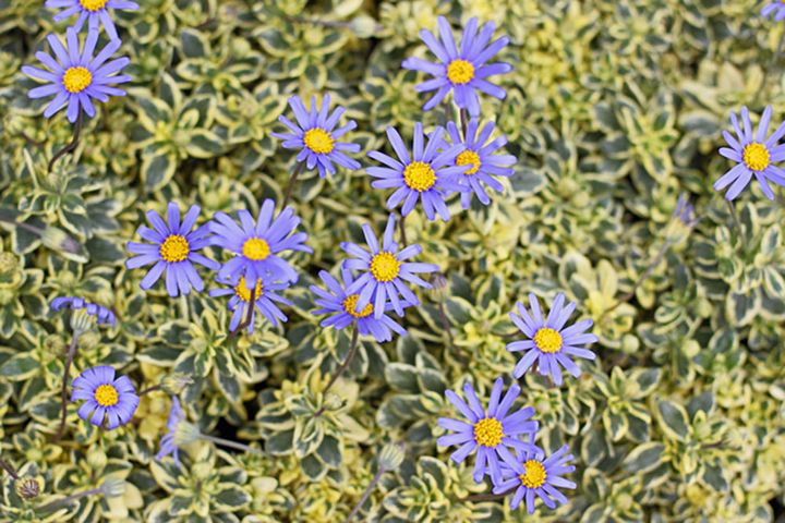 ブルーデージー斑入り Felicia amelloides 'Variegata'