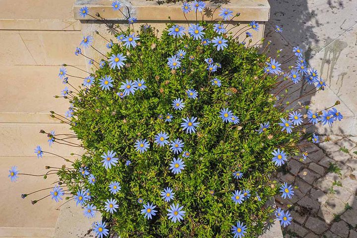 ブルーデージー