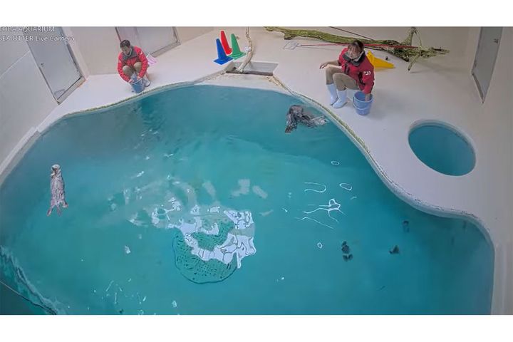 鳥羽水族館 TOBA AQUARIUM(@TobasuiChannel)より