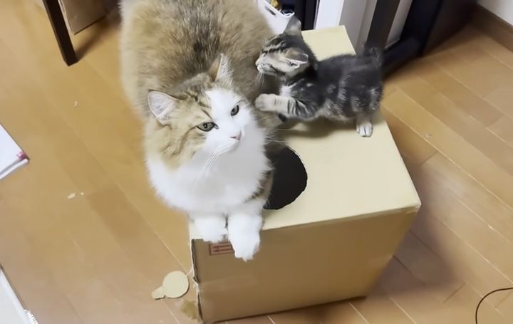 ダンボール箱で遊ぶ猫と子猫